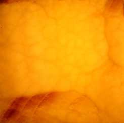 Honey Onyx