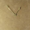 stone clocks