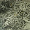 natural clocks