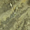 natural clocks