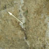 natural clocks